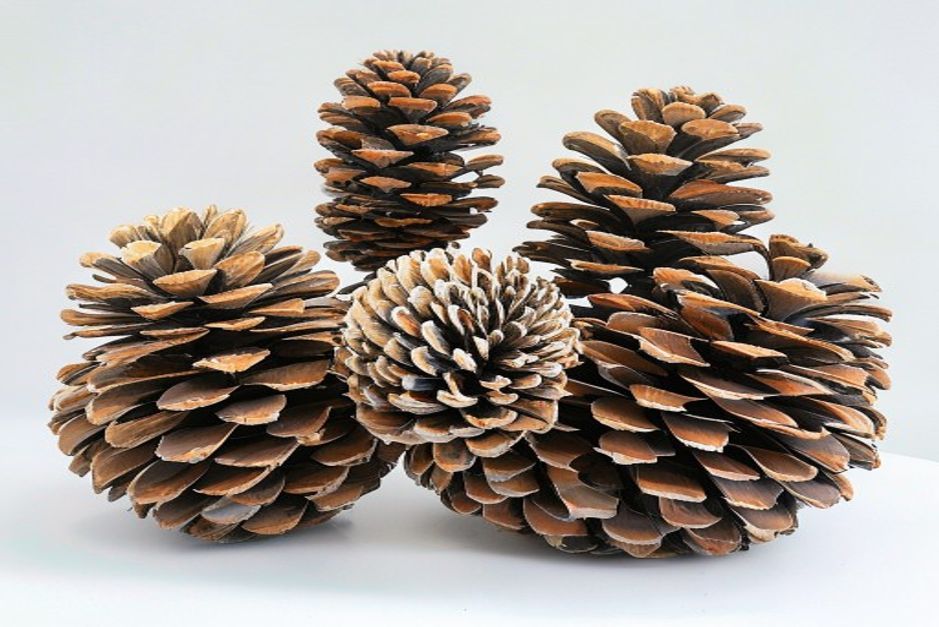 Vector database showdown: Pinecone, Weaviate, Qdrant, Milvus